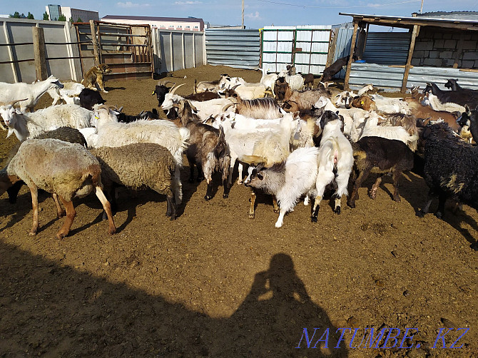 Wholesale 20 large goats 9 young Astana - photo 2