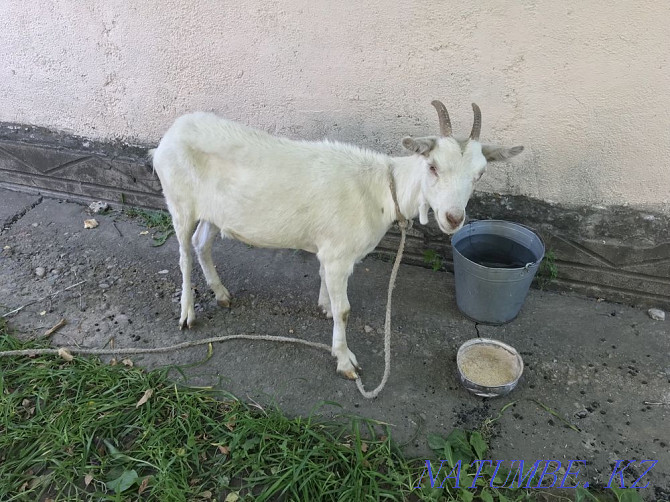 Goat of the Zaanin breed Qaskeleng - photo 2