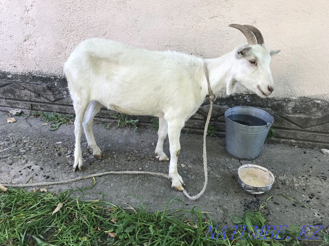 Goat of the Zaanin breed Qaskeleng - photo 1