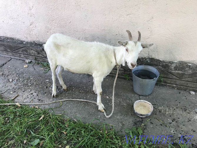 Goat of the Zaanin breed Qaskeleng - photo 3