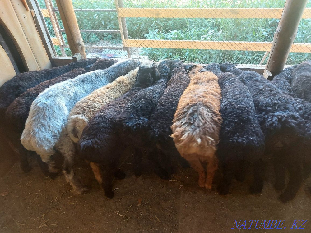 Ба?ыл?ан семіз козы, ?озы, токты то?ты, кой ?ой сатылады Кызылорда - изображение 3