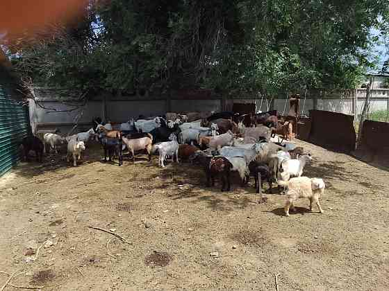 Продам коз домашних  Алматы