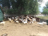 Продам коз домашних Almaty