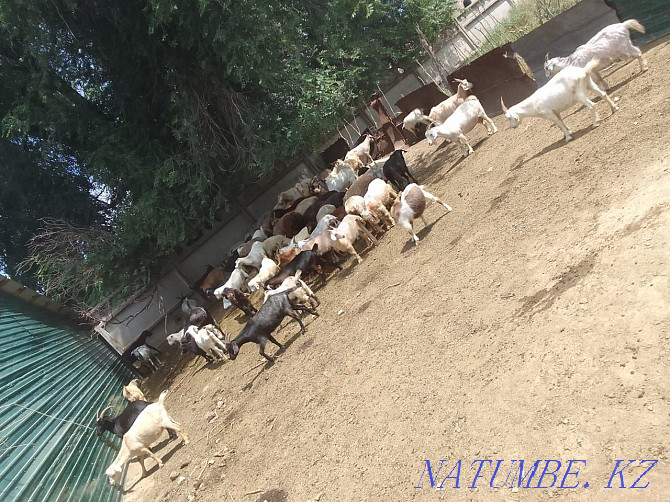 Selling domestic goats Almaty - photo 3