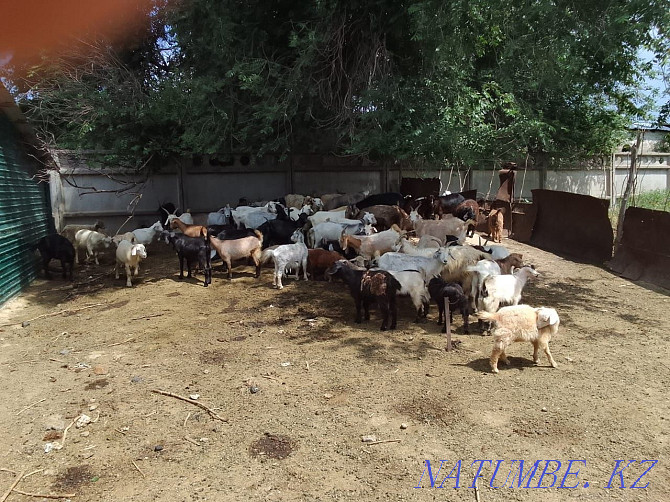 Selling domestic goats Almaty - photo 2