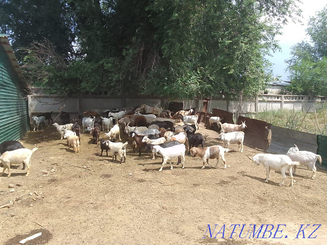 Selling domestic goats Almaty - photo 1