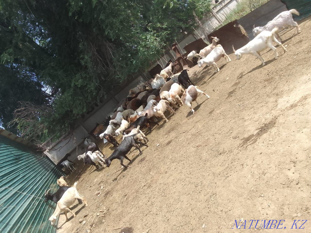 Үй ешкілерін сату  Алматы - изображение 3