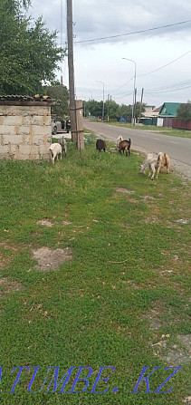 I will sell goats of 7 heads Tekeli - photo 1