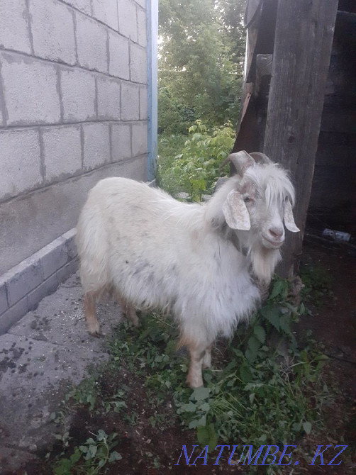 Selling goats and goats  - photo 1