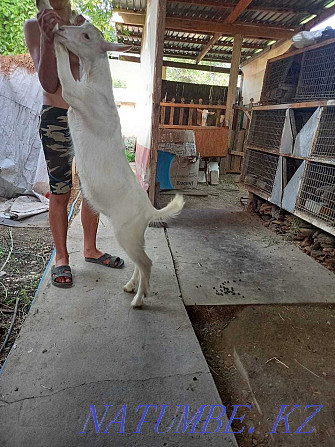 Продаю козлят от молочной козы. Тараз - изображение 1