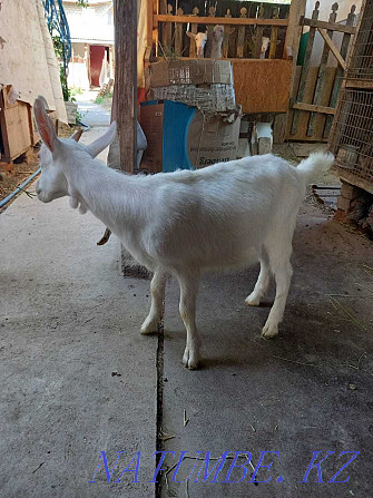 Продаю козлят от молочной козы. Тараз - изображение 2