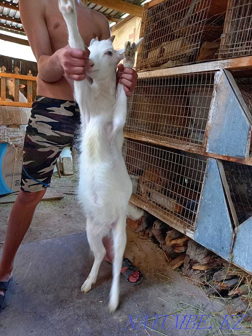 I sell kids from a dairy goat. Taraz - photo 4