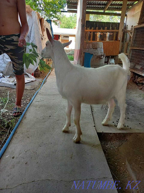 I sell kids from a dairy goat. Taraz - photo 3