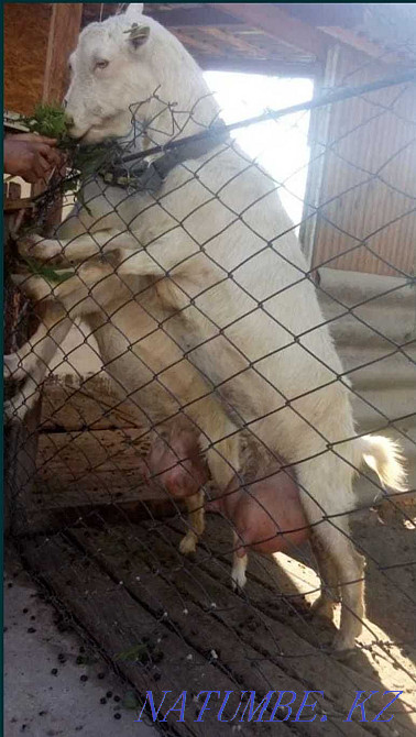 I sell goats from replacement goats. Taraz - photo 1