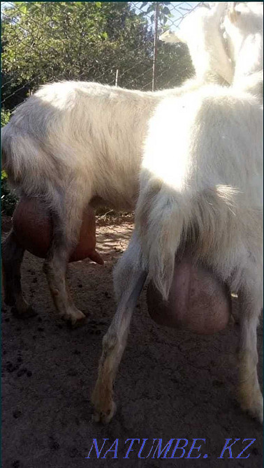 I sell goats from replacement goats. Taraz - photo 2