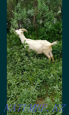 Alpine Saanen goat for sale  - photo 1