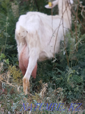 Alpine Saanen goat for sale  - photo 2