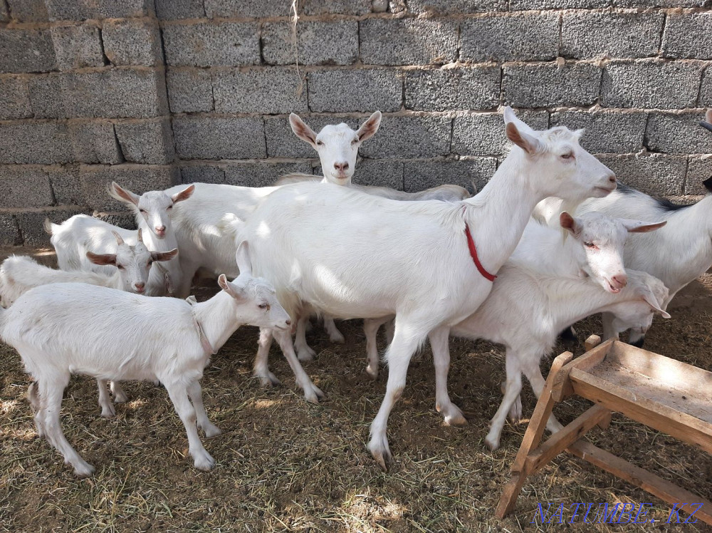 Таза пародалы Заненский ешкілер сатылады Ешкы ешкі коза козы Занен Шымкент - изображение 1