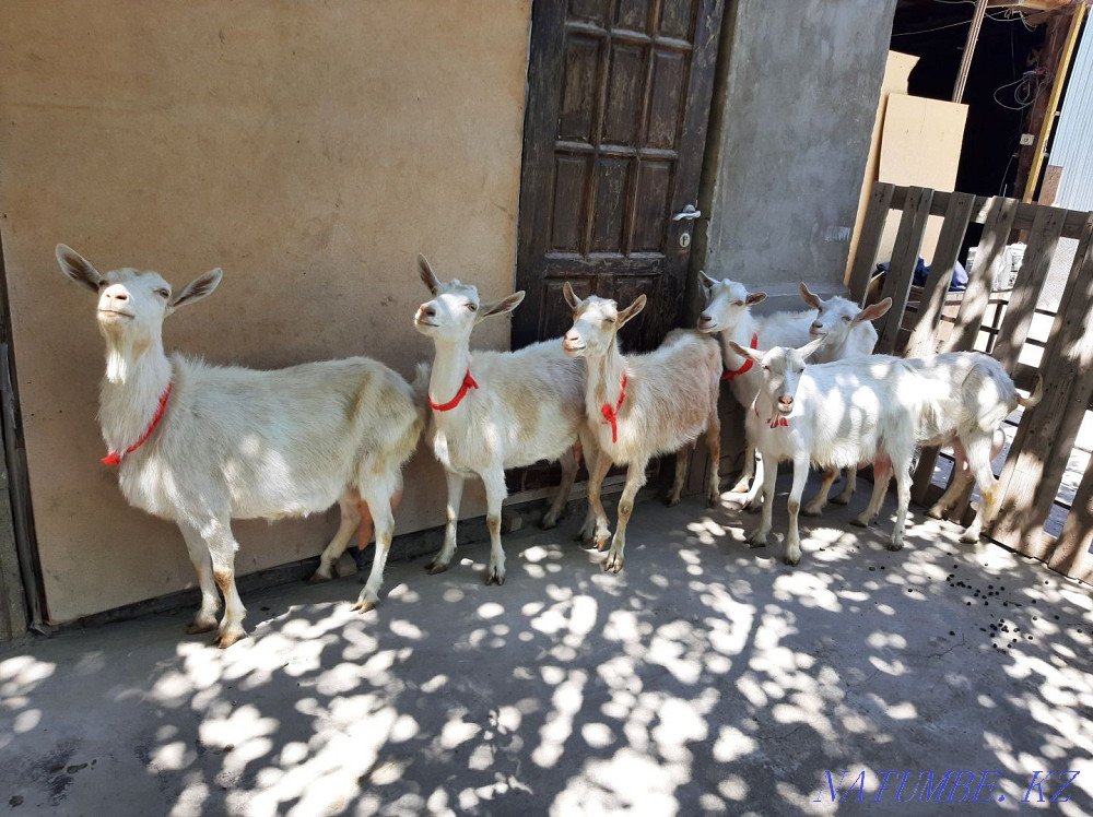 Таза ?анды Занен ешкілер ла?тарымен сатылады Ешкы ешкі коза козы Шымкент - изображение 2