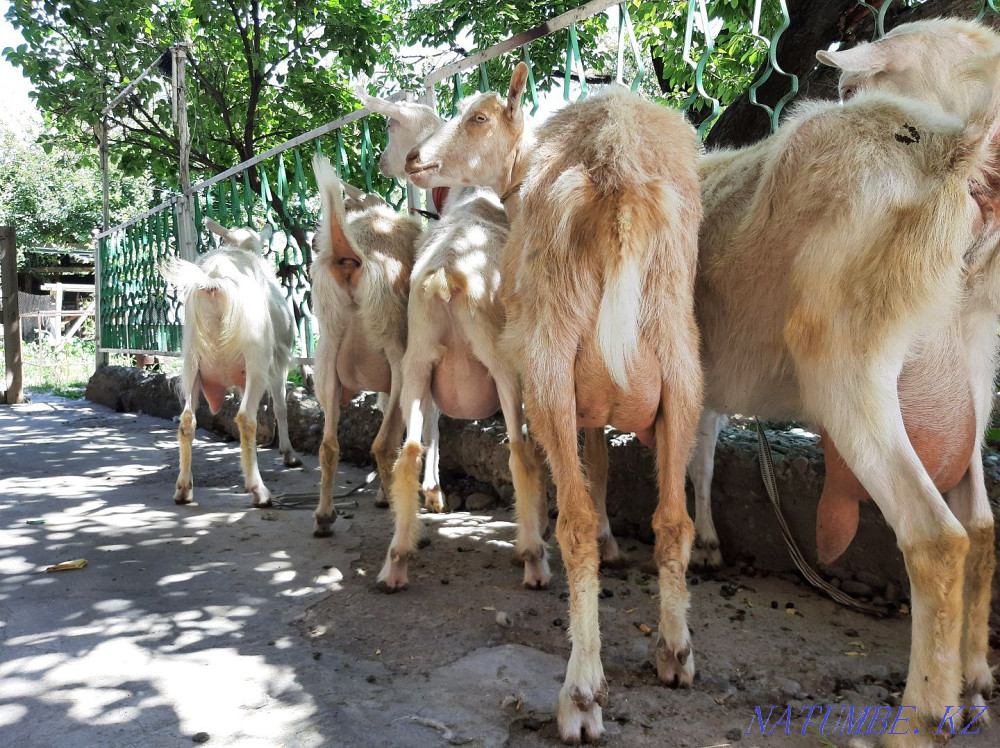 Таза ?анды Занен ешкілер ла?тарымен сатылады Ешкы ешкі коза козы Шымкент - изображение 3