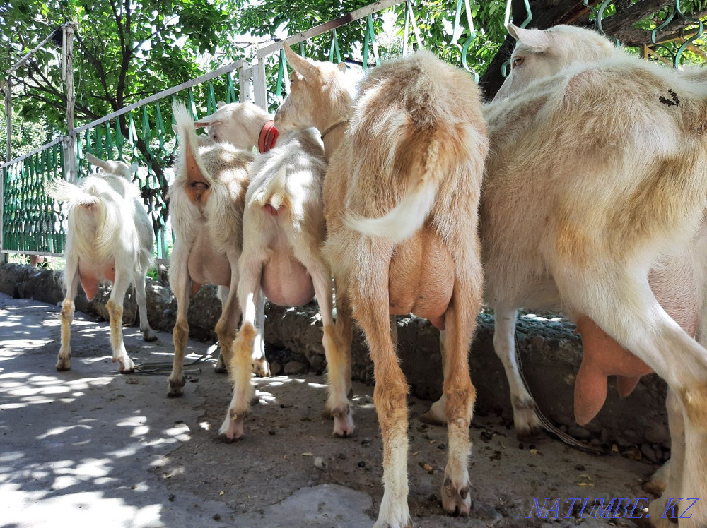 Таза ?анды Занен ешкілер ла?тарымен сатылады Ешкы ешкі коза козы Шымкент - изображение 4