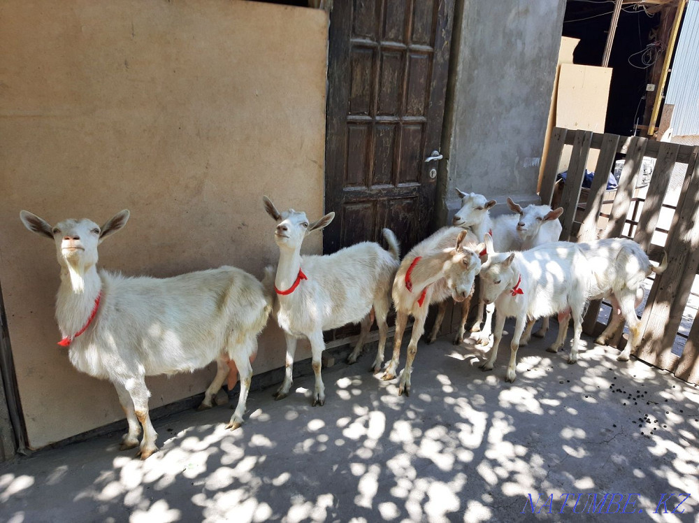 Таза ?анды Занен ешкілер ла?тарымен сатылады Ешкы ешкі коза козы Шымкент - изображение 1