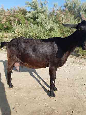 Продам альпо-нубийскую козу 