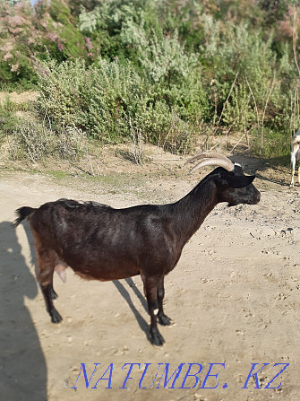 alpo nubian goat for sale  - photo 1