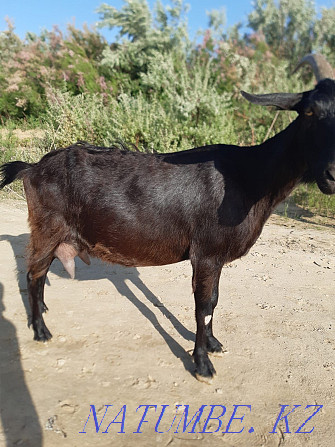 alpo nubian goat for sale  - photo 3