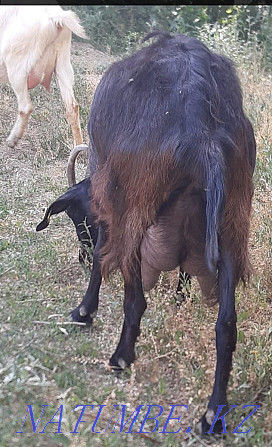 alpo nubian goat for sale  - photo 2