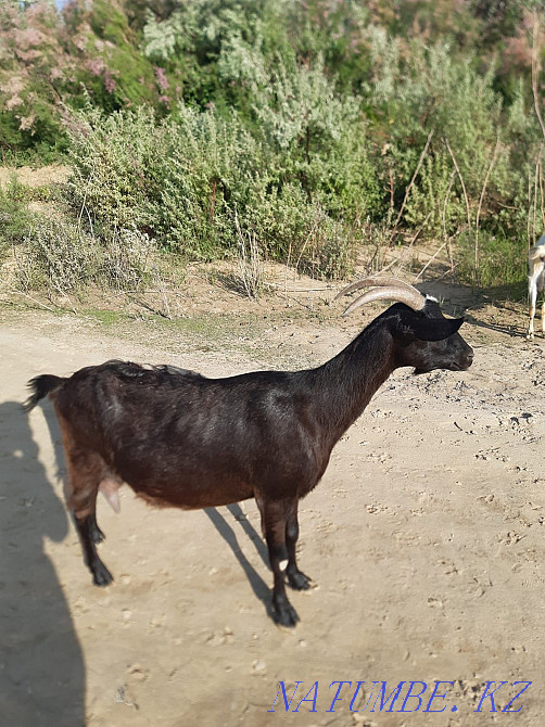 Продам альпо-нубийскую козу  - изображение 1