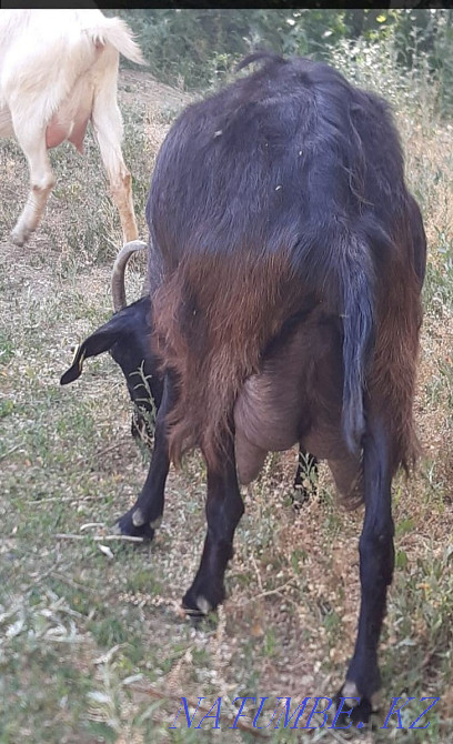 Продам альпо-нубийскую козу  - изображение 2