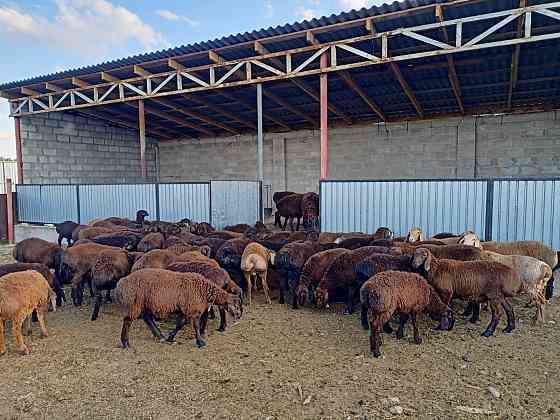 Гуссар козы продаётся ОПТОМ 150 голов Нур султан козы сатылады Астана