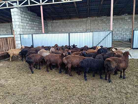 Гуссар козы продаётся ОПТОМ 150 голов Нур султан козы сатылады Astana