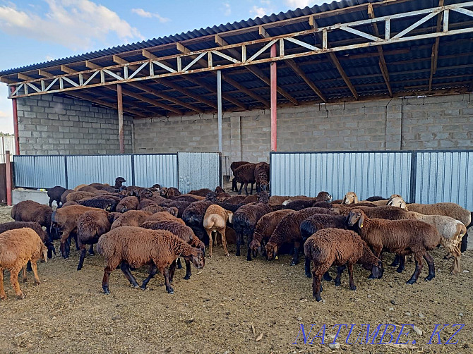 Гуссар козы продаётся ОПТОМ 150 голов Нур султан козы сатылады Астана - изображение 2