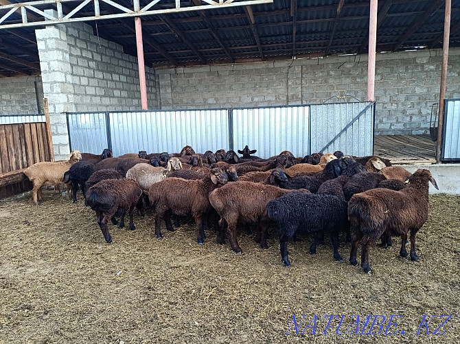 Гуссар козы продаётся ОПТОМ 150 голов Нур султан козы сатылады Астана - изображение 3