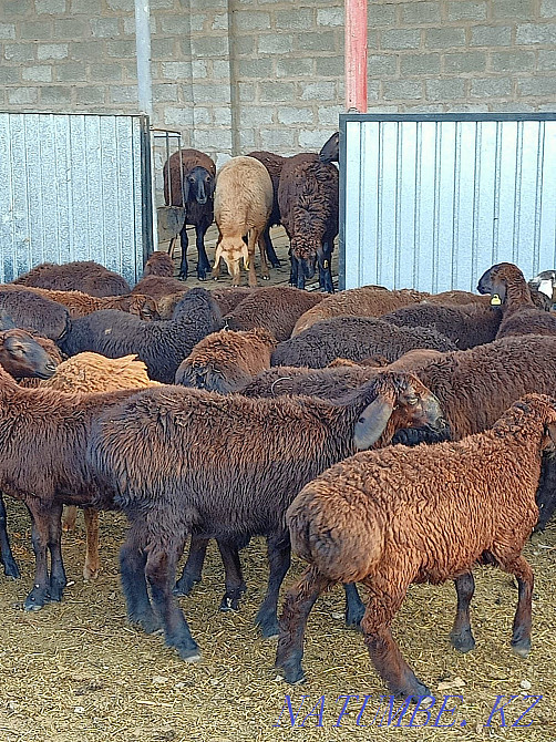 Hussar goats are sold WHOLESALE 150 heads Nur Sultan goats satylada Astana - photo 1