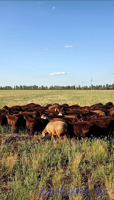 Hussar goats are sold WHOLESALE 150 heads Nur Sultan goats satylada Astana - photo 4