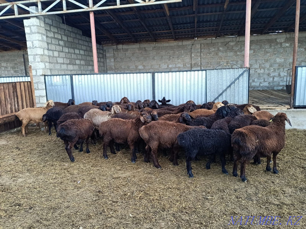 Hussar goats are sold WHOLESALE 150 heads Nur Sultan goats satylada Astana - photo 3