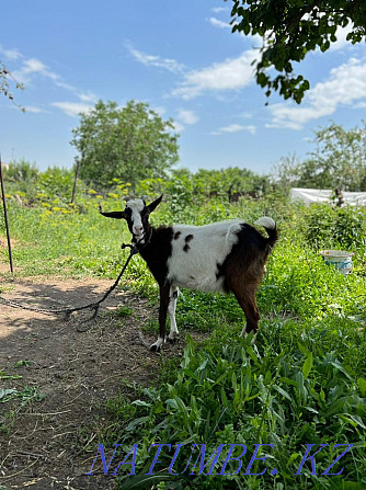 Urgently selling Zanen goats Байтерек - photo 3