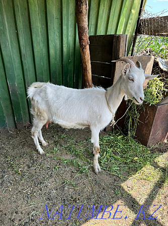 Urgently selling Zanen goats Байтерек - photo 4