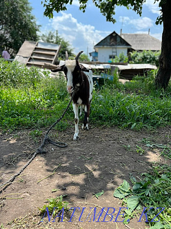Urgently selling Zanen goats Байтерек - photo 2