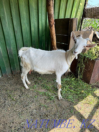Urgently selling Zanen goats Байтерек - photo 1