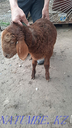 mirino goats for sale  - photo 2