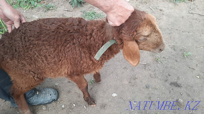 mirino goats for sale  - photo 1