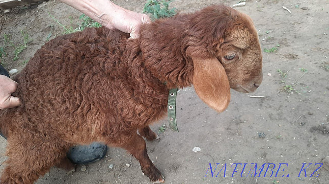 mirino goats for sale  - photo 4