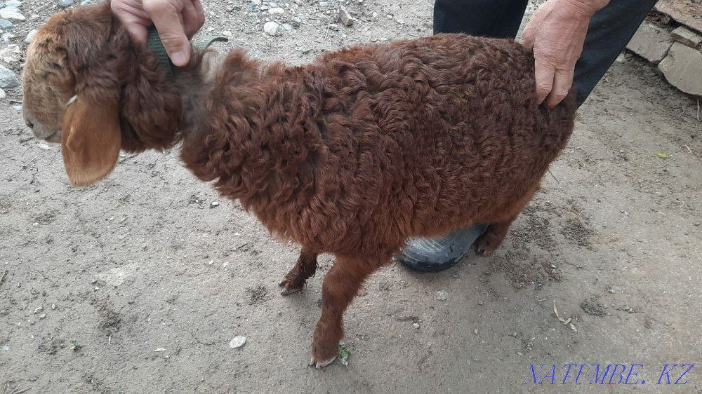 Мирино ешкілері сатылады  - изображение 3