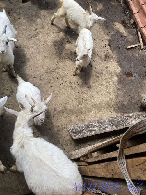 ешкі балалары  Алматы - изображение 3