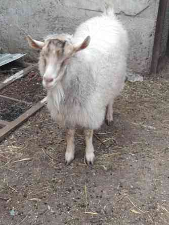 продам козу (альпийская) Almaty