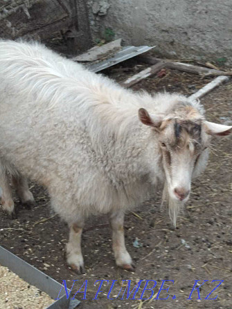 I will sell a goat (Alpine) Almaty - photo 2